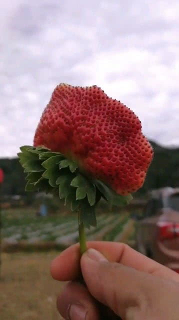 长得很有 个性 的一颗草莓,你说它像什么呢 