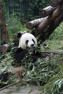 吹空调 洗淋浴 吃西瓜 北京动物园动物避暑办法多