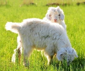 周公解梦 梦见买羊
