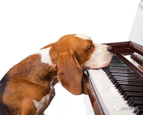 狗狗最喜欢什么音乐 音乐的各种神奇效果