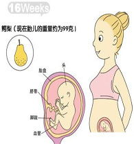 怀孕16周胎儿图 孕妇饮食注意事项