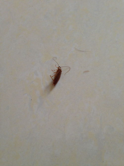 家里最近突然出现好多小蟑螂 怎么办 