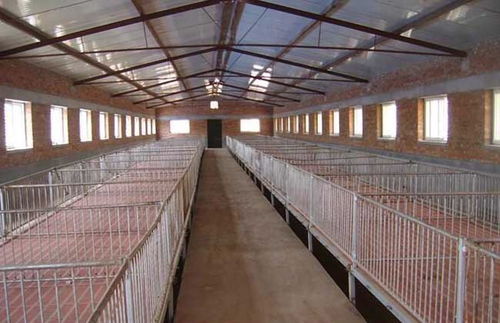 现代化养猪场建设方案,小型现代化养殖模式