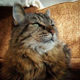 世界最老猫咪相当于人类121岁 年纪虽大但身材矫健