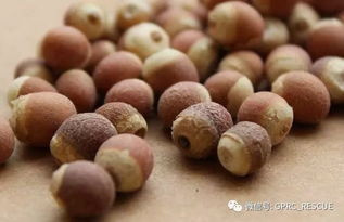 中国常见野菜及其食用 89 芡实 鸡头米 