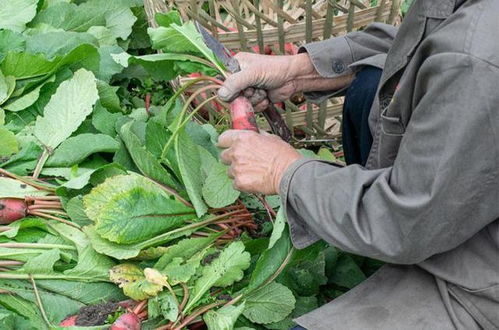 红心萝卜种植时间与方法图片,红心