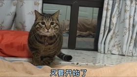 在不同场合下突然叫狸花猫的名字,它会是什么反应 主人有点扎心