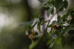 植物的魅力——探索大自然的绿色宝藏，植物作文300字三年级