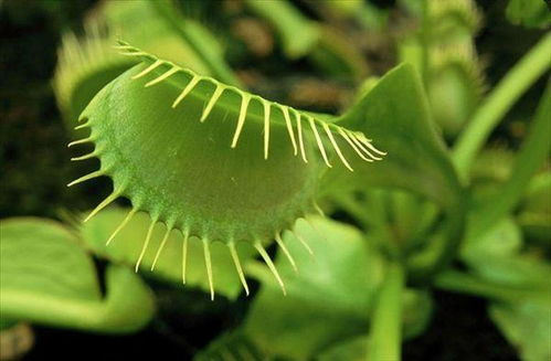 奇异的植物有哪些特点,异国风情：独