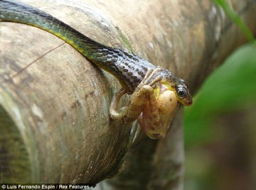 摄影师拍摄蛇活吞树蛙过程 