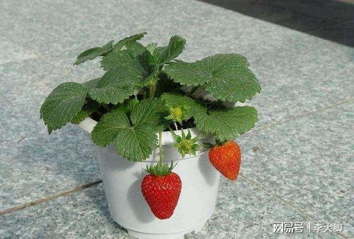 草莓养殖方法和注意事项盆栽,盆栽