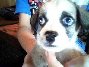 这是只什么品种的狗 它现在有半年了,特征是蓝眼睛灰白色 