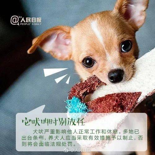 文明养犬,别让 爱 变成 害