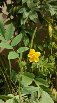 这种植物叫什么名字 开的黄色小花 结长角,长一米多高,据说是一种中药 