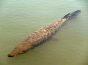 巨型食肉鱼入侵日本 体长超1米外形似鳄鱼 图 