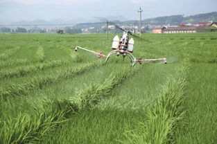 绥宁 遥控飞机为制种田灭虫 