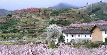 桂林春游踏青地点推荐赏花好去处(南溪山医院附近停车场免费)