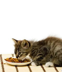 猫咪可以吃馒头吗,怎样自制猫粮省钱又营养