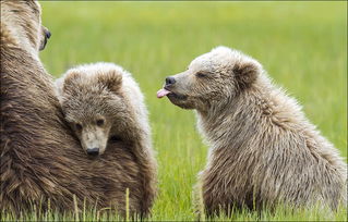 美摄影师抓拍熊宝宝 吵架 萌照 小熊对兄弟吐舌头 高清组图 