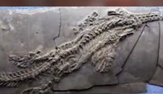 传说之中的龙存在吗 考古学家发现了 龙 的化石,这是怎么回事呢