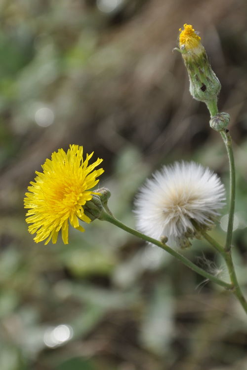 小黄花, 