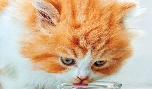 5种增强猫咪喝水的方法,猫咪缺水的后果是很可怕的