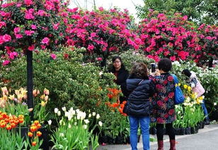 花舞人间3月有什么花,花舞人间几月份去最好