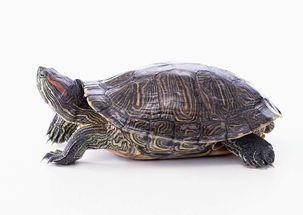 乌龟动物世界海龟地球生物摄影素材图片 模板下载 1.27MB 其他大全 其他 