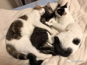 家里好多猫的大户人家,睡觉都是睡成川川川川字型的大场面