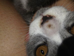 英短蓝白猫 小猫3个月大 鼻子上长了黑斑是怎么了 