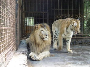 梦见老虎和狮子是什么意思 做梦梦到老虎和狮子好不好