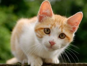 猫咪眼睛红肿口腔溃怎么回事 吃什么药好呢 