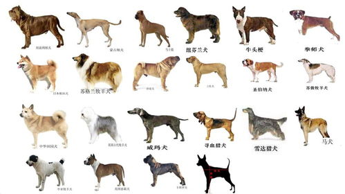 哈市拟定39种禁养犬品种 金毛 哈士奇等未列禁养范围 