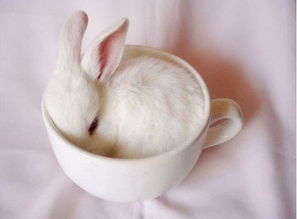 小白兔,白又白,两只耳朵竖起来 小清新图片