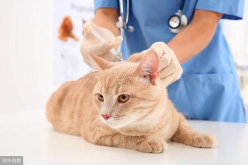 家养猫用不用打疫苗 疫苗需要每年打吗