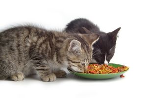 普贝斯 原来的猫咪为什么老是吃新猫的猫粮