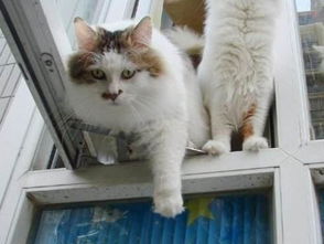 科学家做实验证明90 的猫摔不死,那猫咪从高楼摔下去会怎么样
