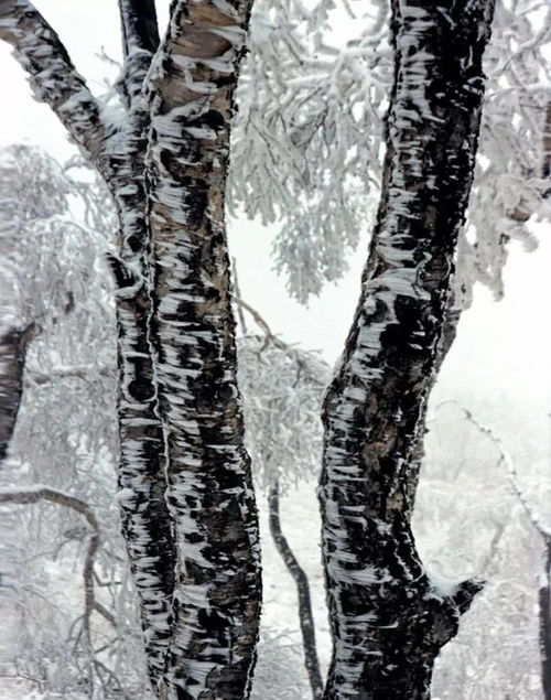 我所熟知的雪谷