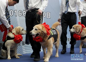 上海 4条搜爆犬退役 新主人爱心领养