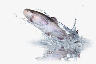 创意跳出水面的鱼素材图片免费下载 高清装饰图案png 千库网 图片编号6203397 