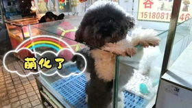中国最大的宠物狗市场,很便宜就可以买到名贵的犬种