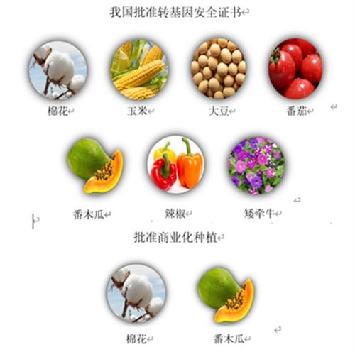 2个国产转基因玉米1个转基因大豆将获安全证书 十年来首次