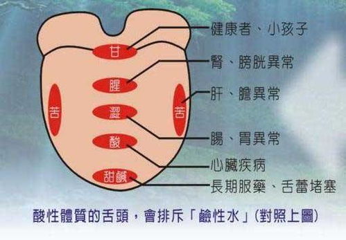 中医养生 零基础学舌诊 第六讲 阳虚体质典型舌象