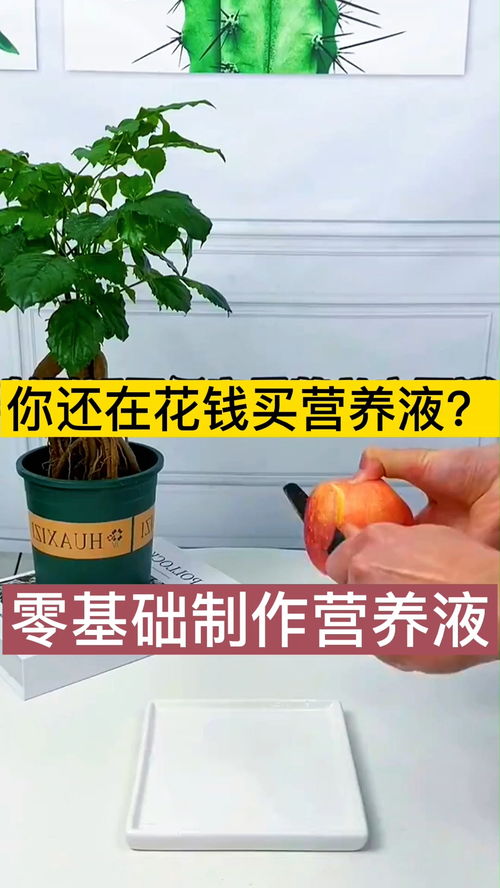 水养植物营养液自制,养花营养液自制家庭？