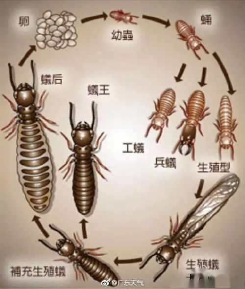 蚂蚁会变成飞蚁吗（蚂蚁会变成飞蚁吗图片） 第1张