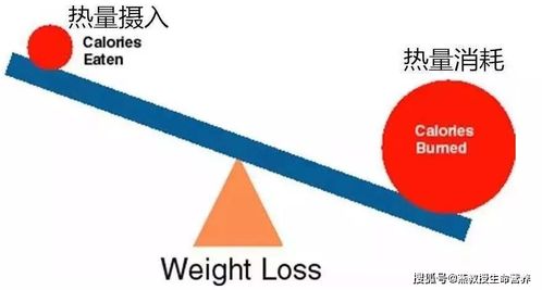 燕教授怎么吃效果好 减脂成功的关键在于做到这两方面