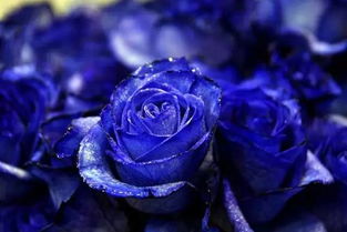 蓝色妖姬图片及花语,“蓝色妖姬”是什么？它的花语是什么？有图片可附上。