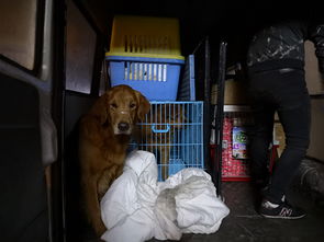被迫救助124只狗的爱心基地的领养日 家庭领养才是出路