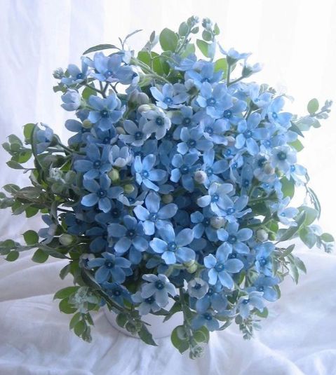 这8种开蓝色花朵的花卉,这8种开蓝色花朵的花卉