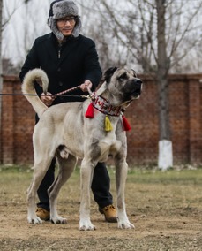 廖小军创办犬语者专为爱犬人士提供帮助